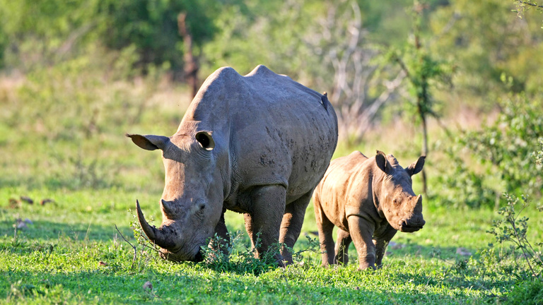 Fly-in Safaris