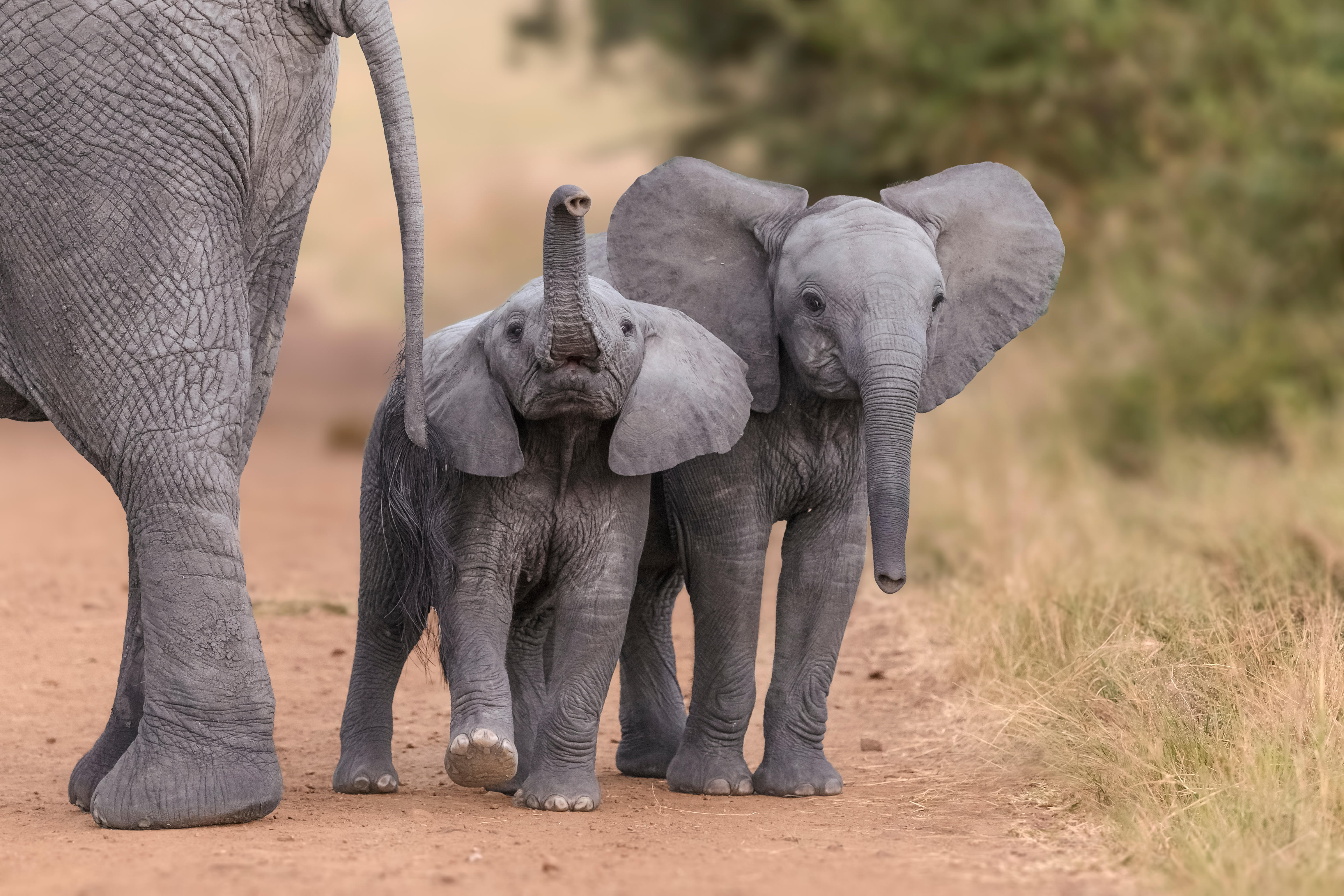 Elephants