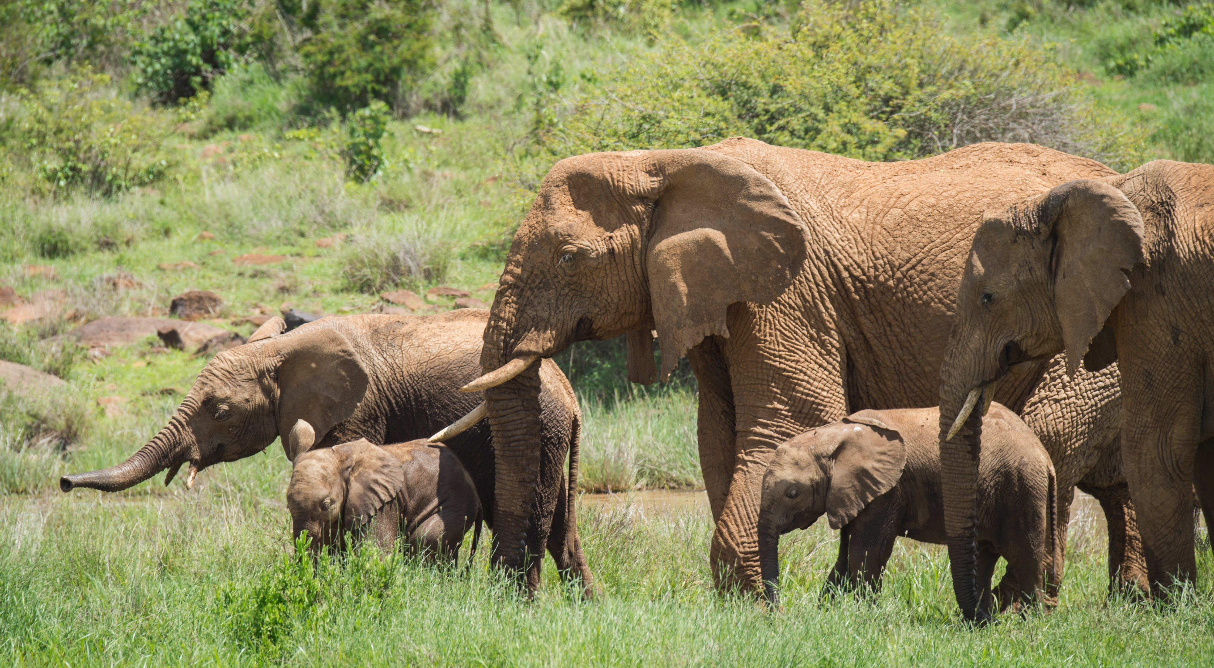 Fly-in Safaris