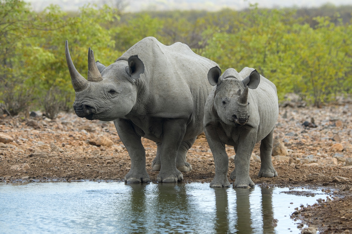 White Rhinos